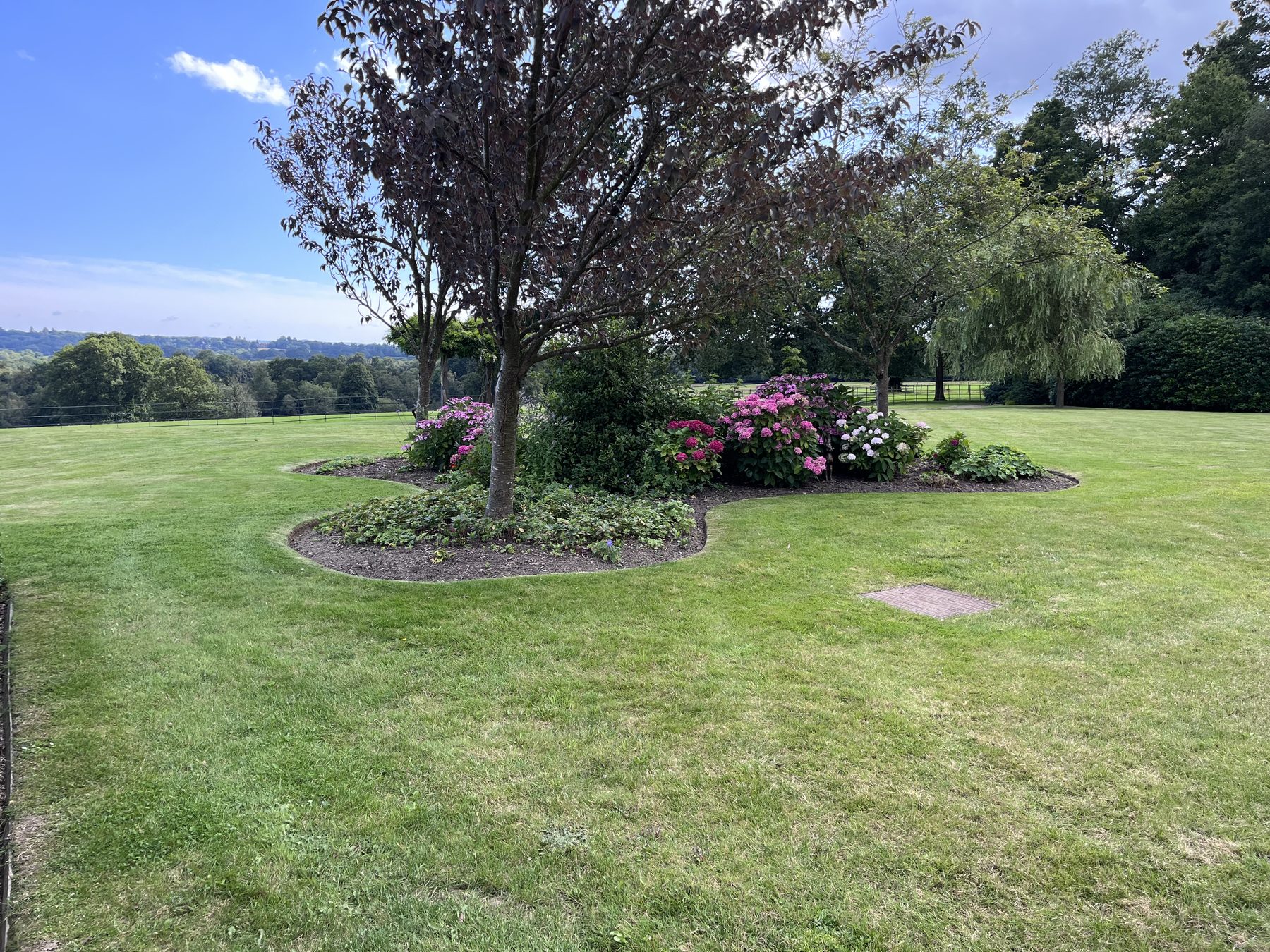 Large lawn and specimen planting