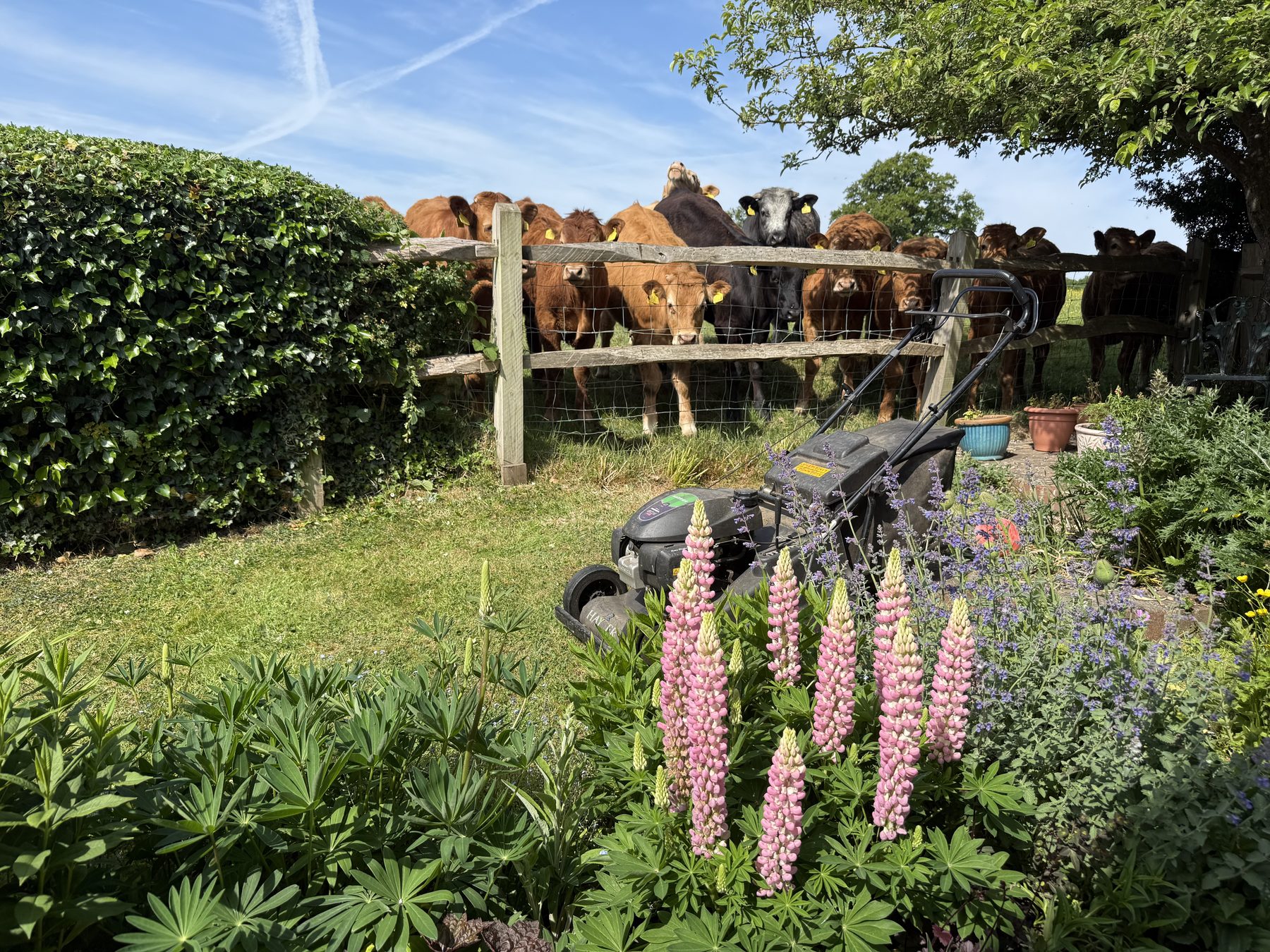 Colourful planted border