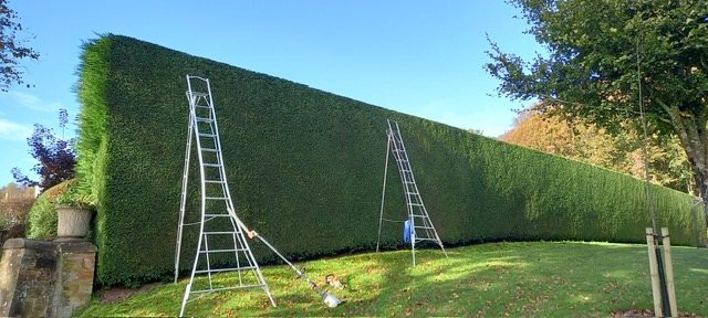 Large formal hedge maintained by Jonesy Thyme